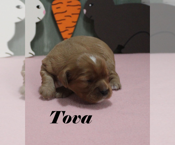 Medium Photo #9 Cavalier King Charles Spaniel Puppy For Sale in CHANUTE, KS, USA