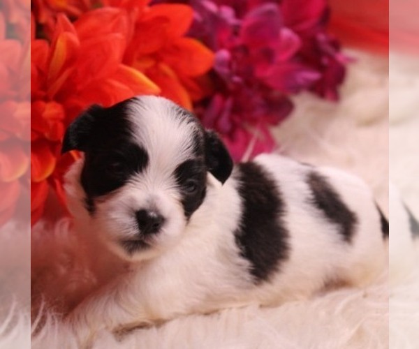 Medium Photo #1 Havashu Puppy For Sale in THAYER, KS, USA