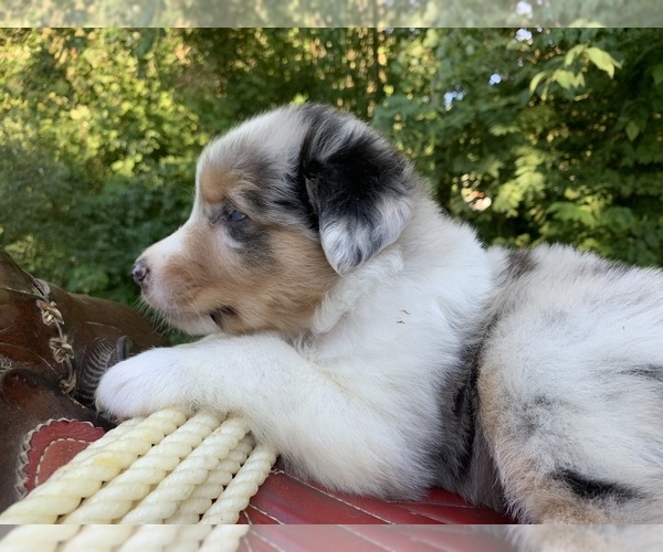 Medium Photo #31 Australian Shepherd Puppy For Sale in ARBA, IN, USA