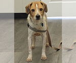 Small #3 Beagle Mix