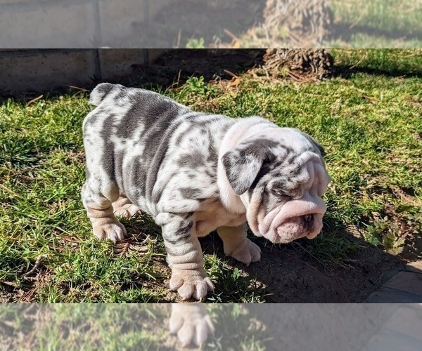 Medium Photo #6 English Bulldog Puppy For Sale in RIVERSIDE, CA, USA