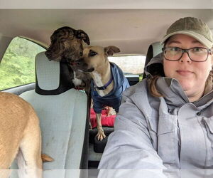 Polly - Female American Staffordshire Terrier-Unknown Mix Dog for Adoption - Photo #8