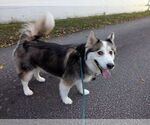 Small Siberian Husky