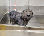 Small #1 Labrador Retriever Mix