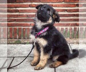 German Shepherd Dog Puppy for sale in WEATHERFORD, TX, USA