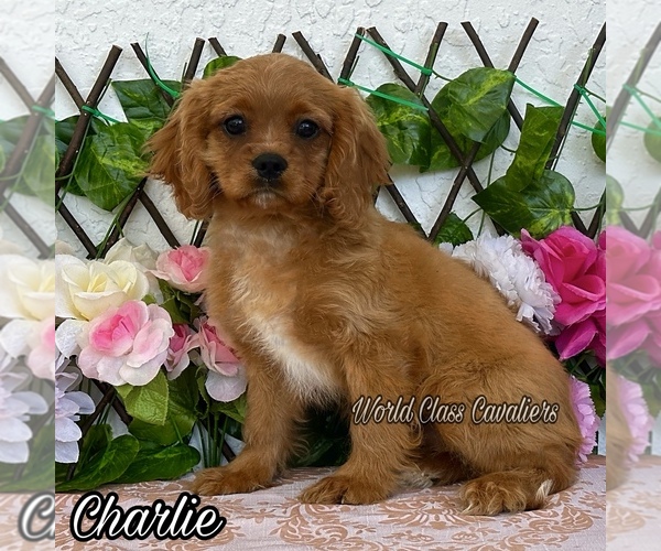 Medium Photo #1 Cavalier King Charles Spaniel Puppy For Sale in MIAMI, FL, USA