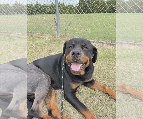 Medium Photo #4 Rottweiler-Unknown Mix Puppy For Sale in Rockwall, TX, USA