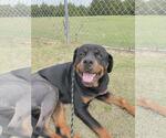 Small Photo #4 Rottweiler-Unknown Mix Puppy For Sale in Rockwall, TX, USA