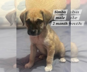 Toxirn Dogs for adoption in Virginia Beach, VA, USA