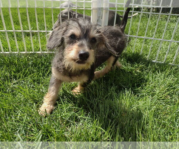 Medium Photo #4 Dachshund Puppy For Sale in Sioux Falls, SD, USA