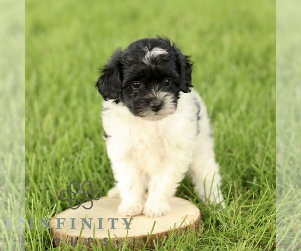 Medium Photo #3 Poovanese Puppy For Sale in RONKS, PA, USA