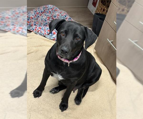 Medium Photo #3 Labrador Retriever Puppy For Sale in Baytown, TX, USA