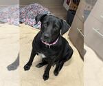 Small #2 Labrador Retriever