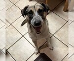 Small #10 Mutt