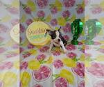 Puppy 5 Boston Terrier