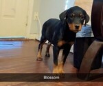 Image preview for Ad Listing. Nickname: Blossom