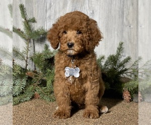Poodle (Standard) Puppy for sale in WOLCOTT, IN, USA