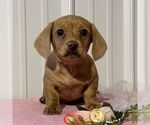 Small Dachshund