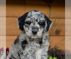 Goldendoodle Puppy for sale in ROARING SPRING, PA, USA
