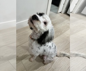 Mother of the Aussiedoodle-Bernedoodle Mix puppies born on 11/11/2025