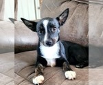 Small Australian Shepherd-Rat Terrier Mix