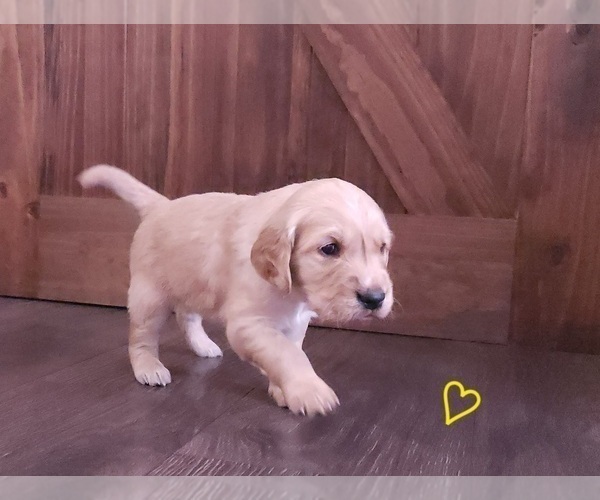Medium Photo #8 Golden Retriever Puppy For Sale in THOMASTON, ME, USA