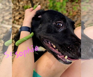 Sophie - Female Great Dane-Labrador Retriever Mix Dog for Adoption - Photo #2