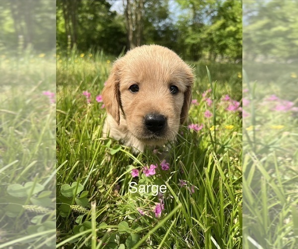 Medium Photo #9 Golden Retriever Puppy For Sale in STARKVILLE, MS, USA