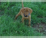 Small #2 Vizsla