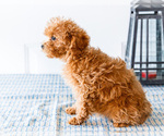 Small Photo #26 Poodle (Toy) Puppy For Sale in WAKARUSA, IN, USA