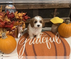 Cavapoo Puppy for sale in FULTON, KS, USA