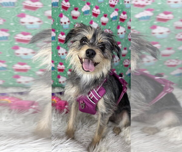 Medium Photo #1 Mutt Puppy For Sale in Bon Carbo, CO, USA