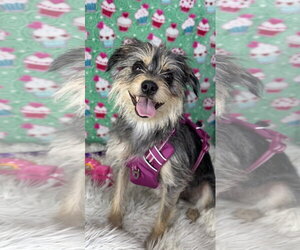 Mutt Dogs for adoption in Bon Carbo, CO, USA