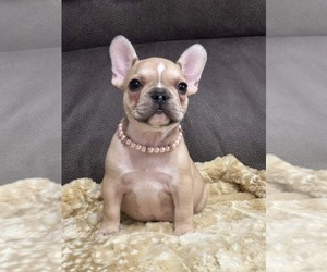 French Bulldog Puppy for sale in BYRON, GA, USA