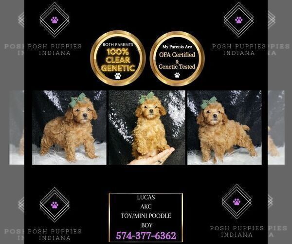 Medium Photo #65 Poodle (Toy) Puppy For Sale in WARSAW, IN, USA