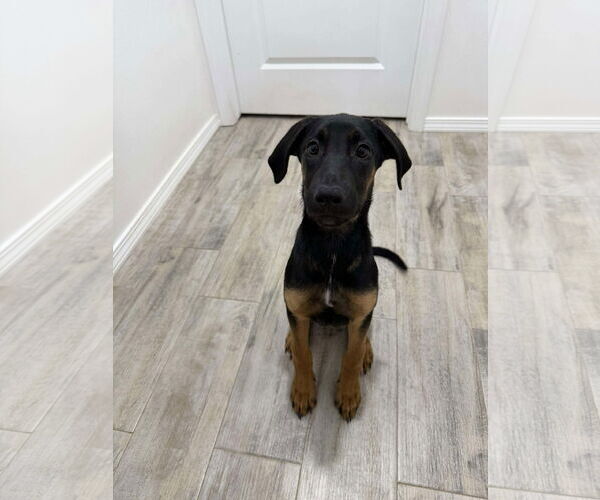 Medium Photo #6 Doberman Pinscher-Unknown Mix Puppy For Sale in Buffalo, MN, USA