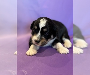 Corgipoo Puppy for sale in LONGMONT, CO, USA