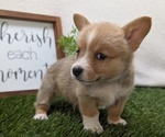 Small #1 Pembroke Welsh Corgi