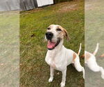 Small #1 Great Dane