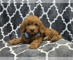 Small Goldendoodle (Miniature)