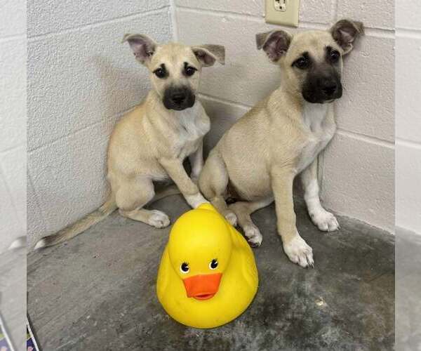 Medium Photo #4 Mutt Puppy For Sale in Abbeville, LA, USA