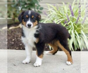 Miniature Australian Shepherd Puppy for sale in NEW PROVIDENCE, PA, USA