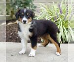 Small Miniature Australian Shepherd