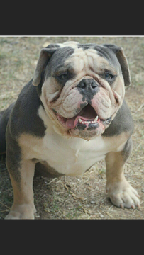 Medium Photo #1 Olde English Bulldogge Puppy For Sale in EL PASO, TX, USA