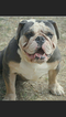 Small Photo #1 Olde English Bulldogge Puppy For Sale in EL PASO, TX, USA