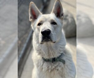 German Shepherd Dog-Unknown Mix Dogs for adoption in Van Nuys, CA, USA
