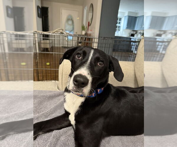 Medium Photo #12 Mutt Puppy For Sale in Boston, MA, USA