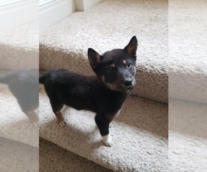 Shiba Inu Puppy for sale in KANSAS CITY, MO, USA