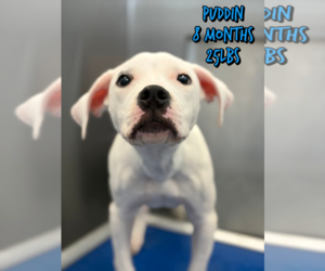 Mutt Dogs for adoption in Woodbury, NY, USA