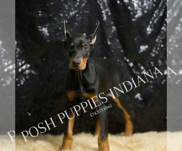 Medium Photo #2 Doberman Pinscher Puppy For Sale in WARSAW, IN, USA